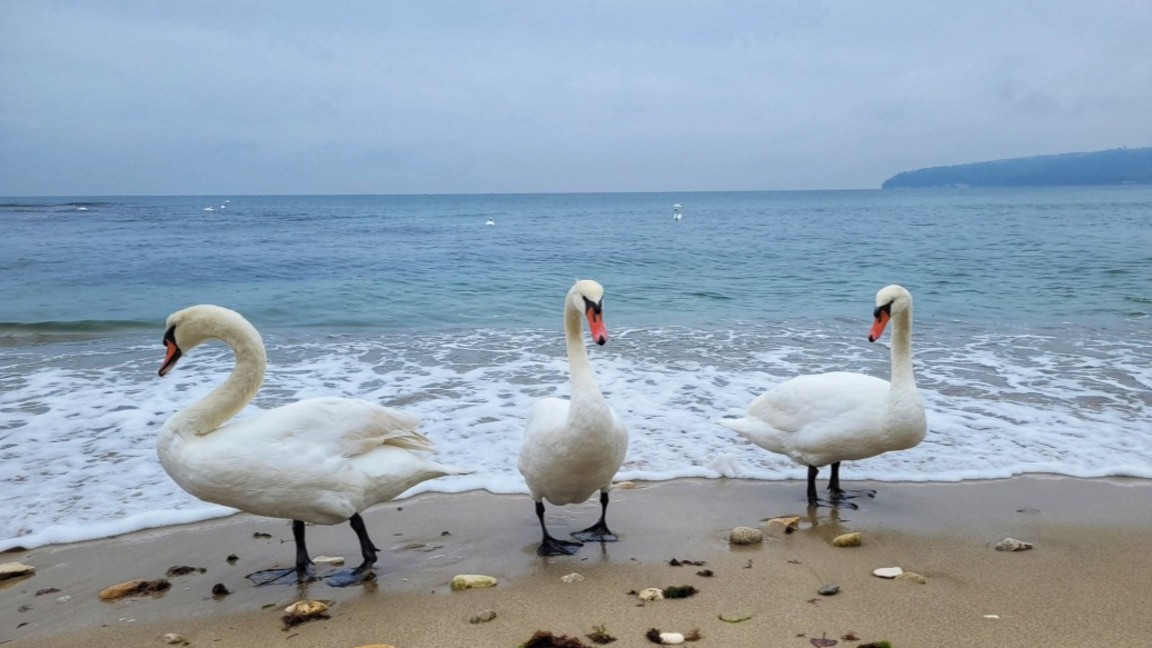 Лебеди, Варна