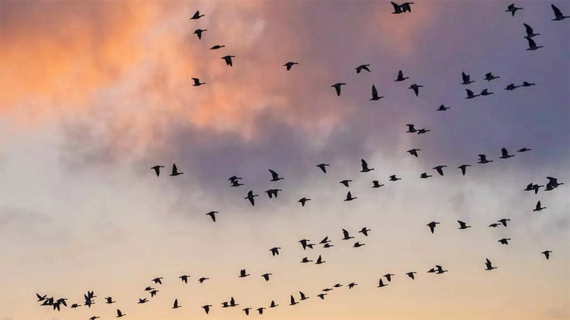 In Bulgarien sind 70 Prozent aller Vogelarten in Europa zu beobachten