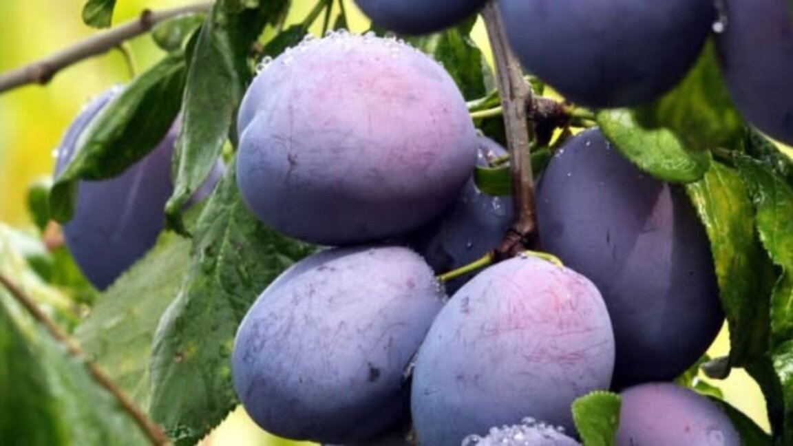 Fillon Festivali Bullgar i Kumbullës