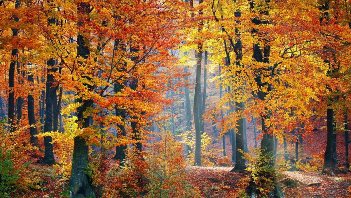 „Събуди деня“ с Бойка Браткова  ...