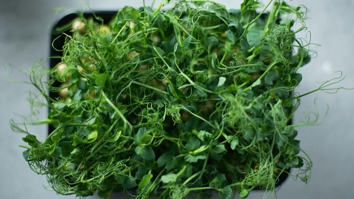 Микрозеленчуци