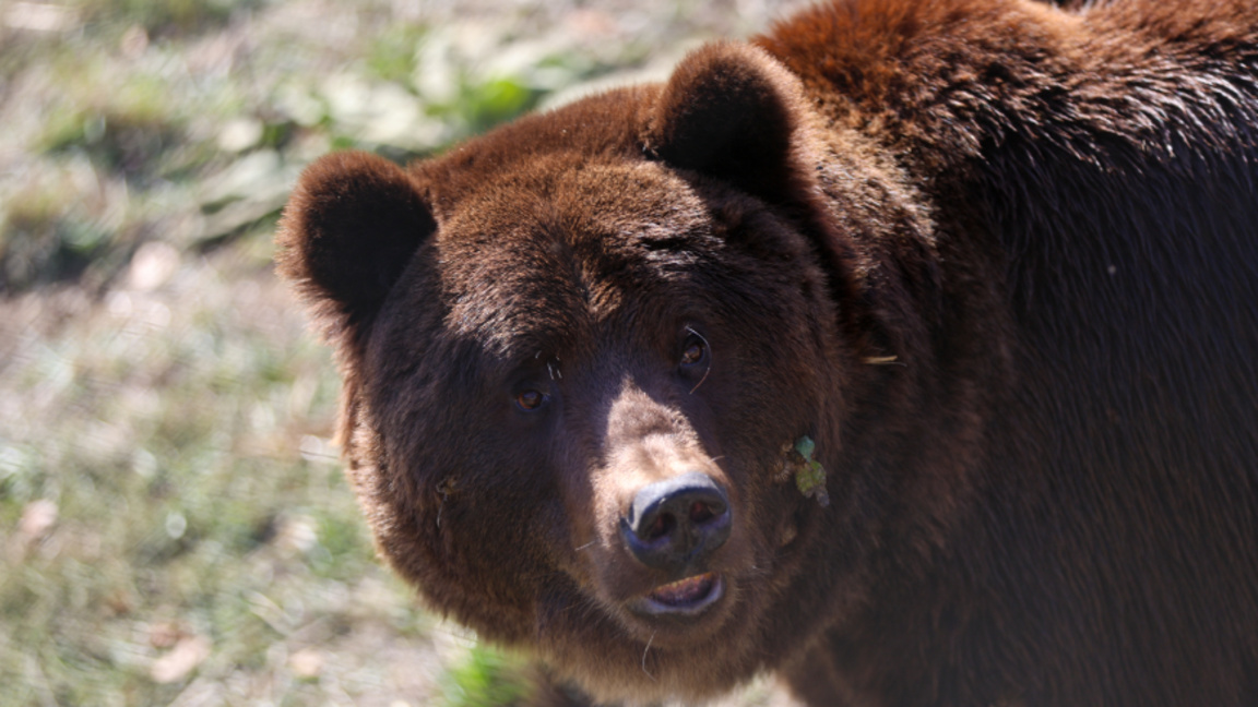 Внимание, мечка! Случка в Карлово поднов...