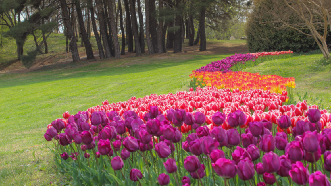 Колекция лалета в Университетска ботаническа градина Екопарк-Варна