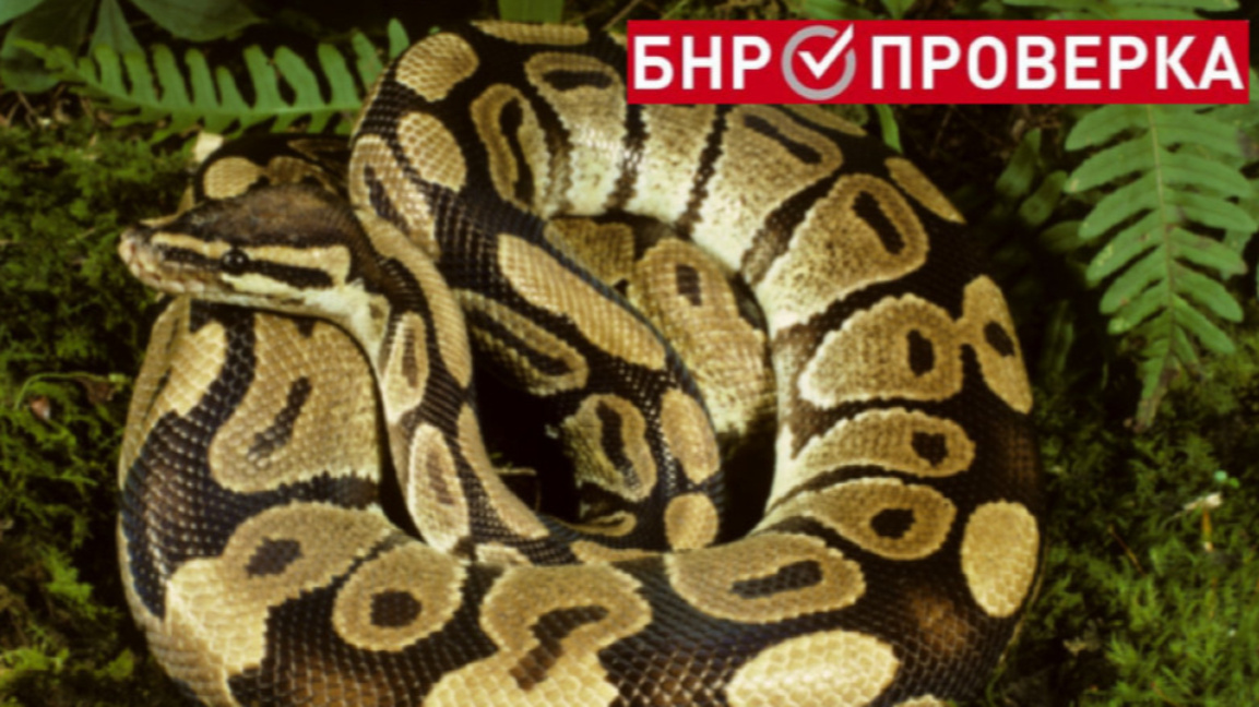 Наистина ли змия е умряла, след като е ухапала пиян мъж?