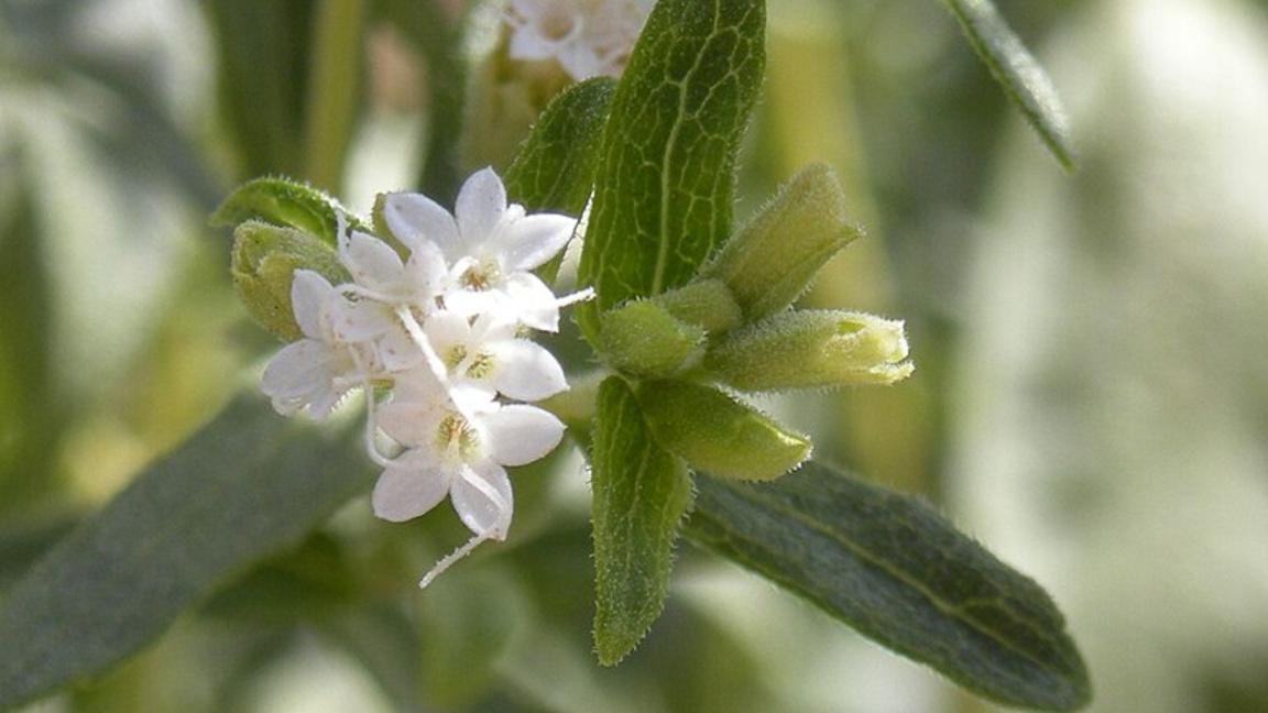 Ученици от  Кърджали предлагат алтернати...