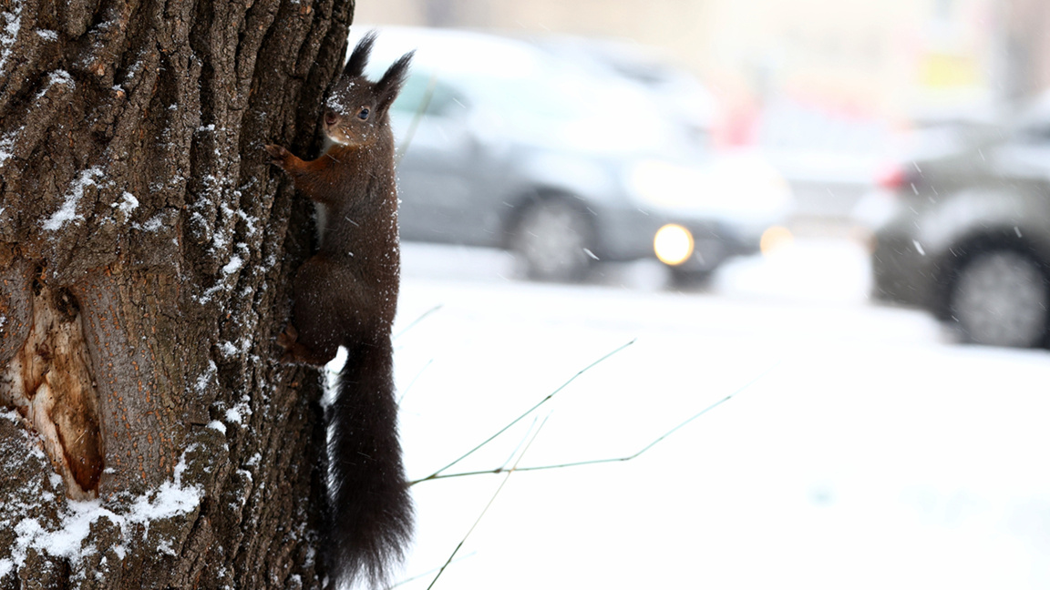 Временска прогноза за петак, 9. јануар