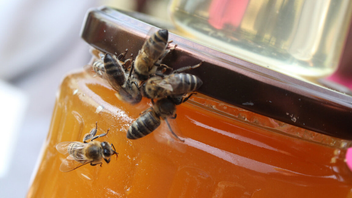 България за първи път участва в международно състезание за млади пчелари в Дубай