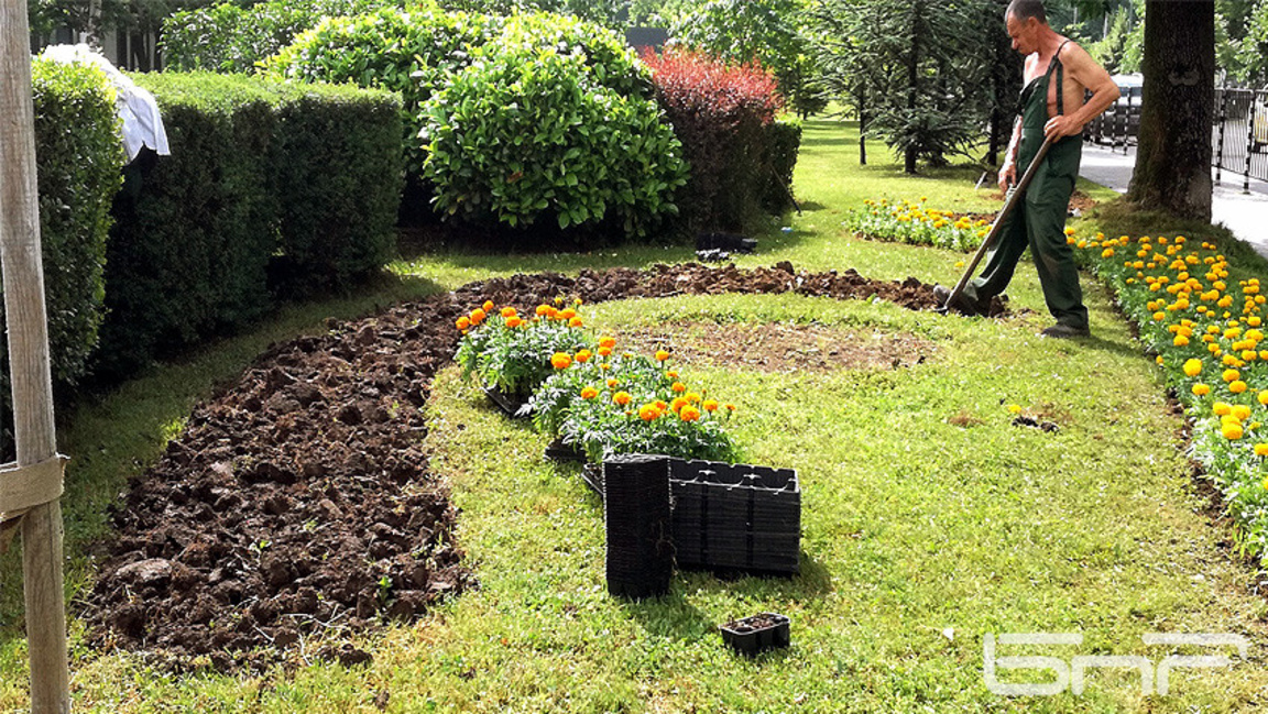 Над 840 000 цветя и 3400 дървета са засадени във и около София през 2025 г.