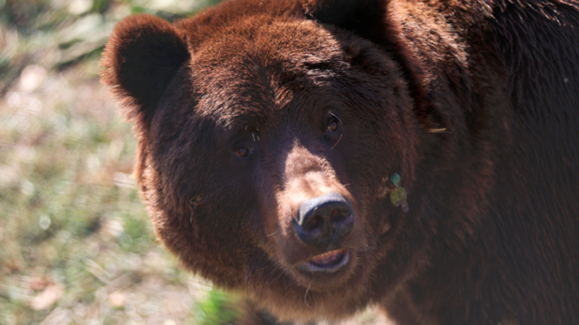 Un ours dans la nature