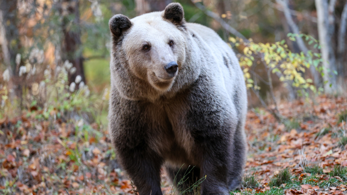 Belitsa Parkı 25 yıldır oynatılan ayıları barındırıyor