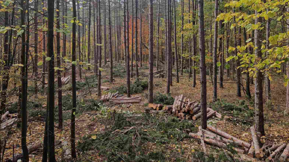 Prevén una cosecha de madera históricamente baja para 2025