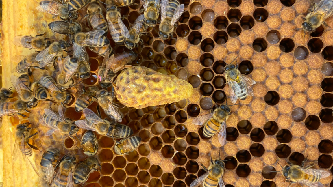 Пчели, но пък с юридически права: Прецедент от Амазония