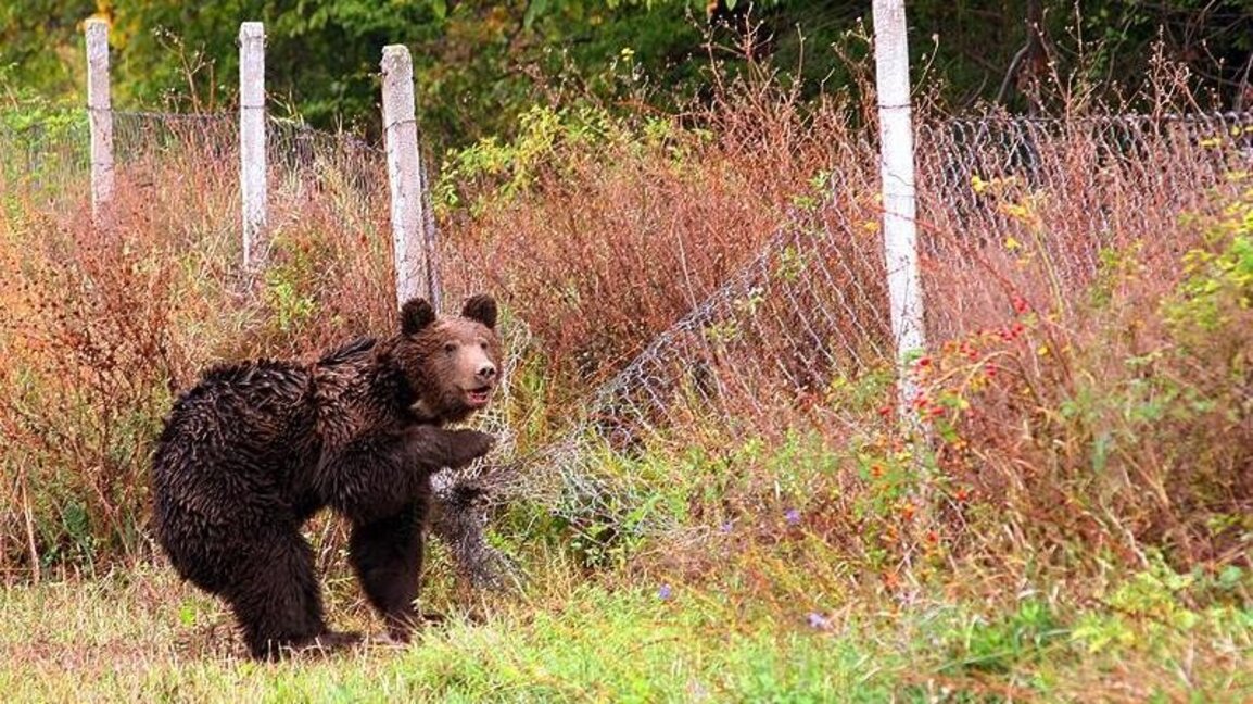 Пак мечета в населени места, как да реаг...